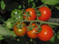 Cherry Tomatoes Ripening On Vine With Aphid Royalty Free Stock Photo