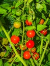 Cherry Tomatoes Ripening on the Vine Royalty Free Stock Photo