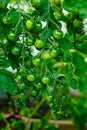 Cherry tomatoes, ripening on the vine in a greenhouse. Royalty Free Stock Photo