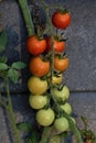 Cherry tomatoes ripening on the vine closeup Royalty Free Stock Photo