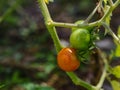 Cherry tomatoes (Solanum lycopersicum var. cerasiforme) Royalty Free Stock Photo