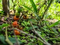 Cherry tomatoes (Solanum lycopersicum var. cerasiforme) Royalty Free Stock Photo