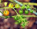 Cherry tomatoes, Sungold ripens early to a golden orange, Royalty Free Stock Photo