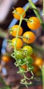 Cherry tomatoes, Sungold ripens early to a golden orange, Royalty Free Stock Photo