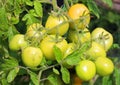 Cherry tomatoes, Sungold ripens early to a golden orange, ready to harvest throughout the summer. Royalty Free Stock Photo
