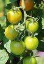 Cherry tomatoes, Sungold ripens early to a golden orange, Royalty Free Stock Photo