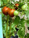 Cherry Tomatoes are tempting to eat raw or ripen Royalty Free Stock Photo