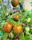 Cherry Tomatoes are tempting to eat raw or ripen Royalty Free Stock Photo