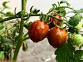 Cherry Tomatoes are tempting to eat raw or ripen Royalty Free Stock Photo