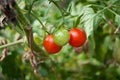 cherry tomatoes in a veggetable garden