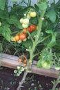 Cherry tomatoes - vertical