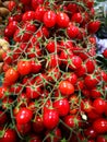 Cherry tomatoes on vine Royalty Free Stock Photo