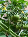 Cherry Tomatoes are tempting to eat raw or ripen Royalty Free Stock Photo