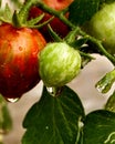 Cherry Tomatoes are tempting to eat raw or ripen Royalty Free Stock Photo