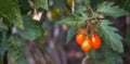 Cherry tomatoes on the vine Royalty Free Stock Photo
