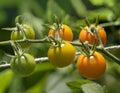 Cherry Tomatoes on a Vine Royalty Free Stock Photo