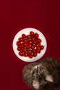 Cherry tomatoes on a white plate and a cat of Norwegian Forest Sort breed in the camera, top view Royalty Free Stock Photo