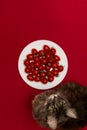 Cherry tomatoes on a white plate and a Norwegian Forest Sort breed cat in the camera, top view, focus on the cat Royalty Free Stock Photo