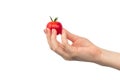 Cherry tomatoes in woman hand isolated on a white background photo Royalty Free Stock Photo