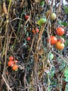 Cherry Tomatos on the vine Royalty Free Stock Photo