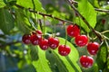 Cherry on a tree Royalty Free Stock Photo