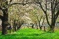 Cherry tree alley in bloom