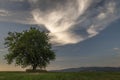 Cherry tree alone on meadow in summer evening near Roprachtice village Royalty Free Stock Photo