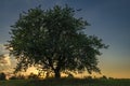 Cherry tree alone on meadow in summer evening near Roprachtice village Royalty Free Stock Photo