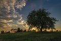 Cherry tree alone on meadow in summer evening near Roprachtice village Royalty Free Stock Photo