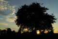 Cherry tree alone on meadow in summer evening near Roprachtice village Royalty Free Stock Photo