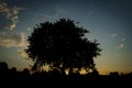 Cherry tree alone on meadow in summer evening near Roprachtice village Royalty Free Stock Photo