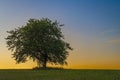 Cherry tree alone on meadow in summer evening near Roprachtice village Royalty Free Stock Photo