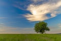 Cherry tree alone on meadow in summer evening near Roprachtice village Royalty Free Stock Photo