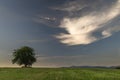 Cherry tree alone on meadow in summer evening near Roprachtice village Royalty Free Stock Photo