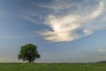 Cherry tree alone on meadow in summer evening near Roprachtice village Royalty Free Stock Photo