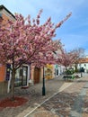 Cherry tree in Austrian town, spring full of flowers Royalty Free Stock Photo