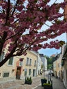 Cherry tree in Austrian town, spring full of flowers Royalty Free Stock Photo