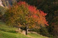 Cherry tree in the autumn season Royalty Free Stock Photo