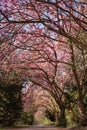 Cherry tree avenue in the park Royalty Free Stock Photo