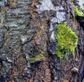 Cherry tree bark Royalty Free Stock Photo