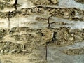 Cherry tree bark texture Royalty Free Stock Photo