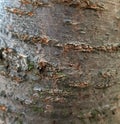 Cherry tree bark texture close uop background Royalty Free Stock Photo