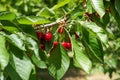 Cherry tree berries