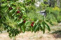 Cherry tree berries. Ermenek, Karaman, Turkey