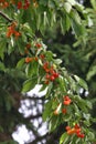 Cherry tree Royalty Free Stock Photo