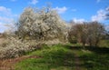 Cherry tree in bloom on an avenue