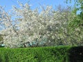 Cherry tree in bloom behind green fence Royalty Free Stock Photo