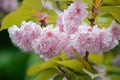 Cherry tree in bloom. Sakura flowers. Cherry blossom. Sakura Japanese Spring Flowers. Pink Cherry Flowers Royalty Free Stock Photo