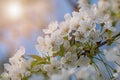 Cherry tree blooming in the springtime Royalty Free Stock Photo