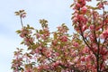 cherry tree blooming in Werder (Havel), Brandenburg, Germany, Europe Royalty Free Stock Photo